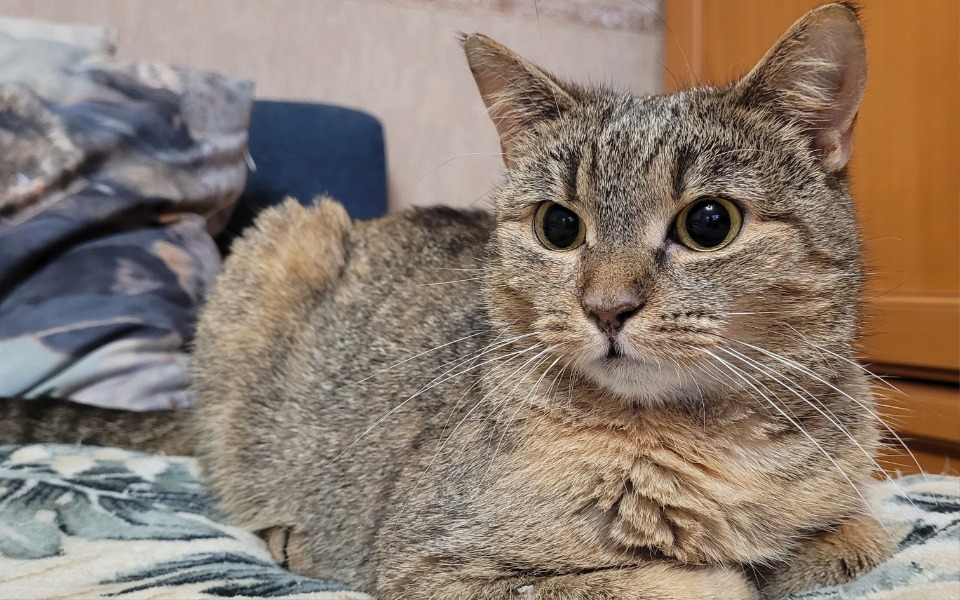 
        Zbiórka Na leczenie naszej kotki Tekilki - zdjęcie główne
    