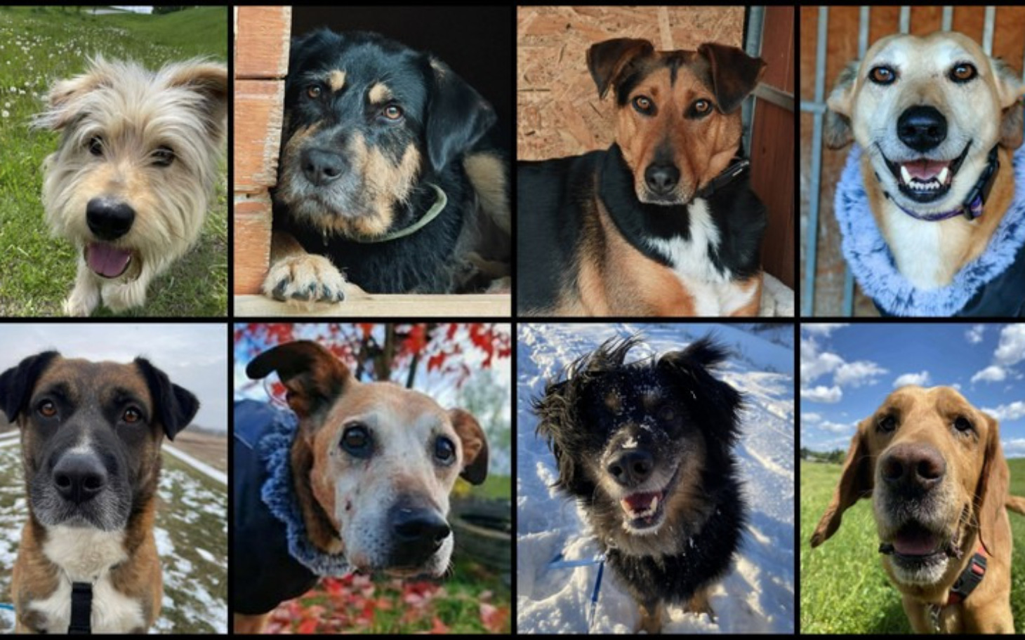 
        Kolaż zdjęć różnych psów w różnych pozach.
    