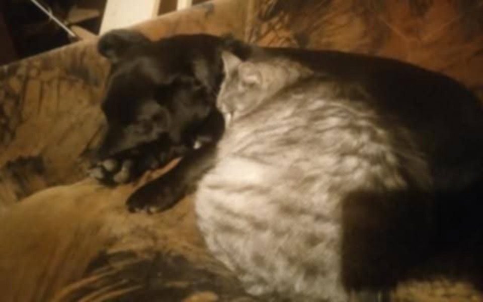 
        Pies i kot śpiący razem na kanapie w przytulnym otoczeniu.
    