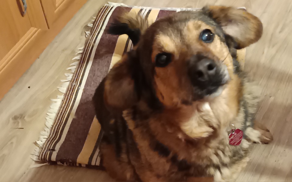 Pies siedzący na podłodze, z ciekawym wyrazem pyska.