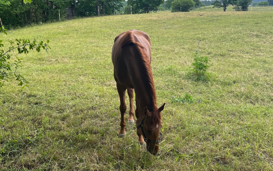 
        Koń pasący się na zielonej łące, w otoczeniu natury.
    