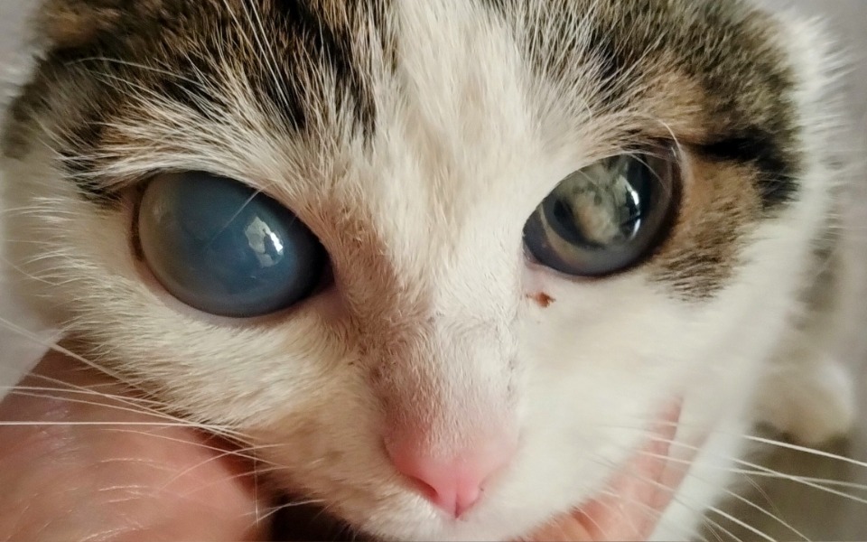 
        Kot z chorym okiem, trzymany w dłoni.
    