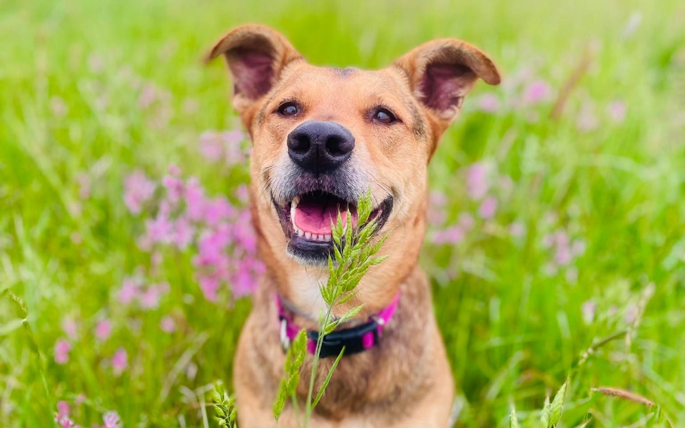 
        Szczęśliwy pies wśród kwiatów, uśmiechający się do kamery.
    