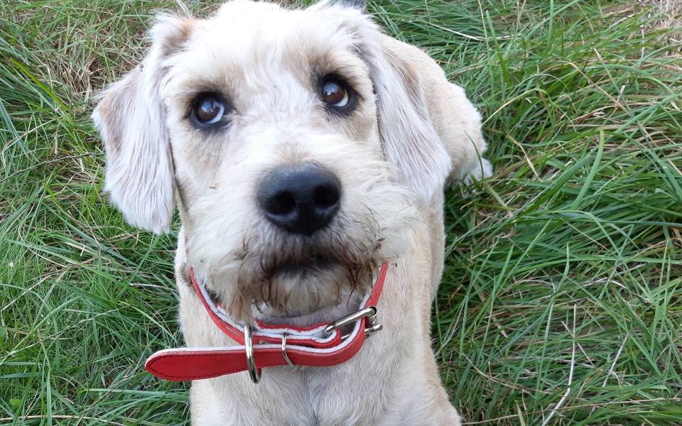 
        Pies z czerwonym obrożą, siedzący w trawie.
    