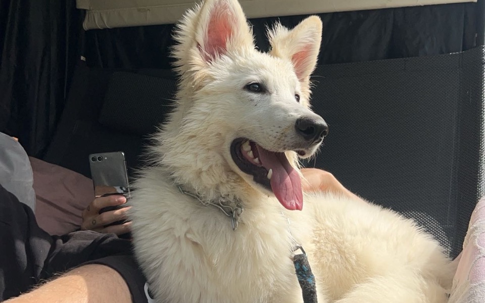 
        Biały szczeniak z językiem na wierzchu, siedzący w samochodzie.
    