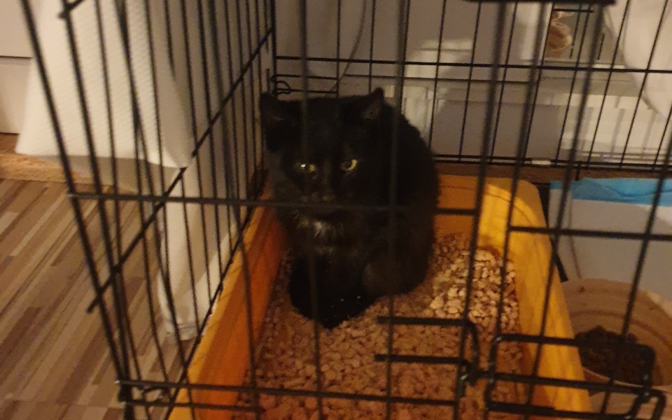 
        Czarny kot w klatce, wygląda na zaniepokojonego.
    