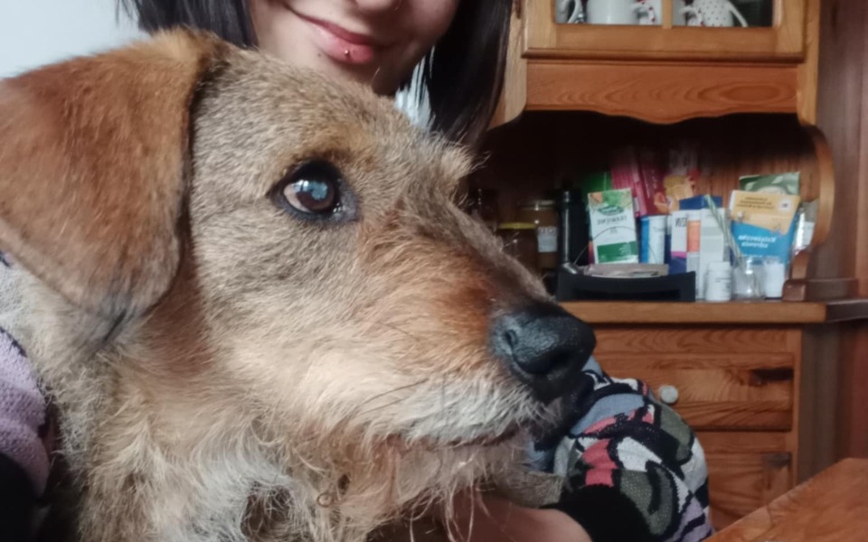 
        Pies z brązowym futrem siedzi blisko właściciela.
    