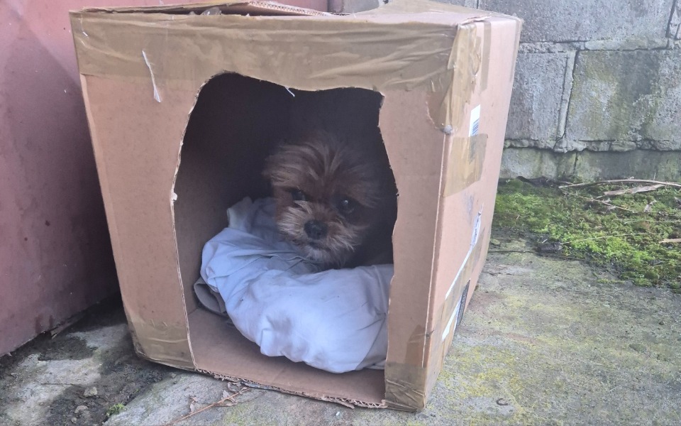 
        Piesek schowany w kartonowym pudełku.
    