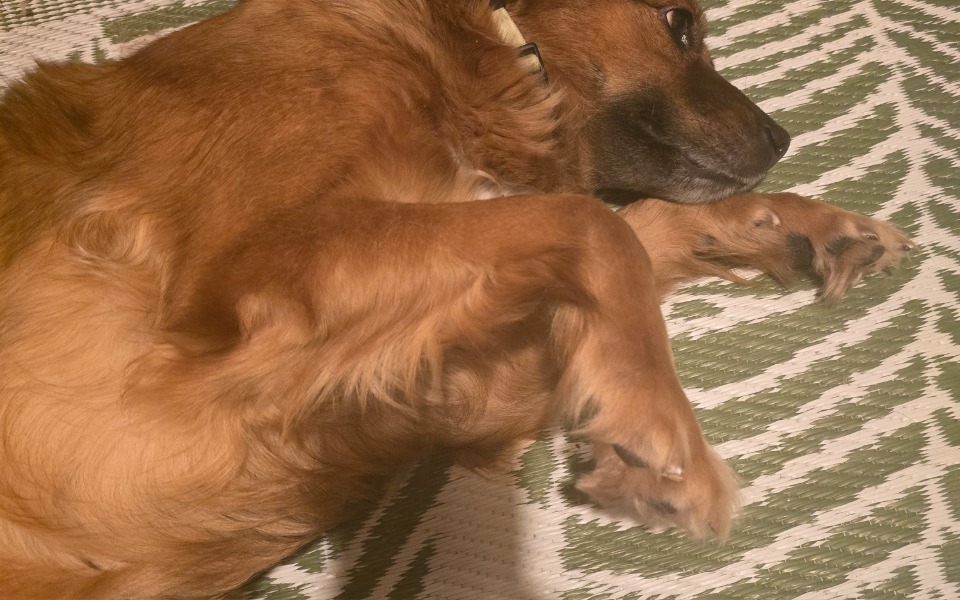 
        Pies leży na dywanie, zrelaksowany i spokojny.
    