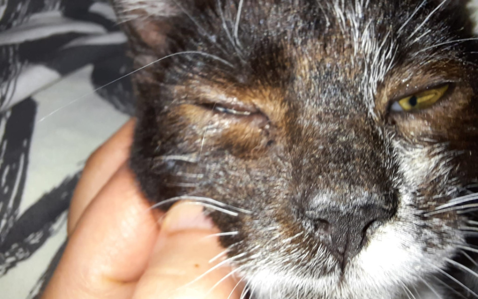 
        Zbliżenie na kota z wyrazem twarzy, z jednym okiem zamkniętym.
    