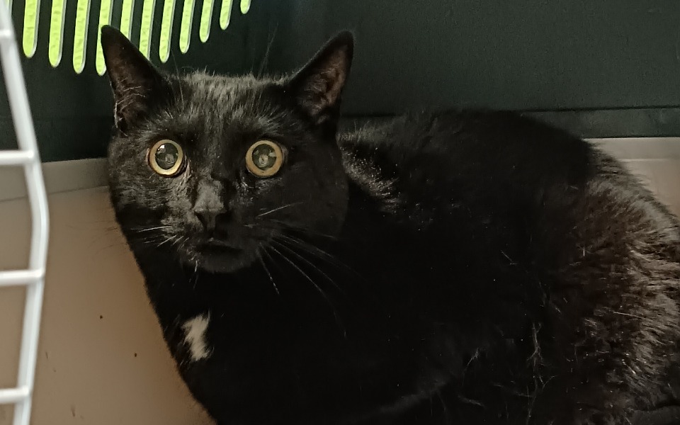 
        Czarny kot z dużymi oczami, siedzący w transporterze.
    