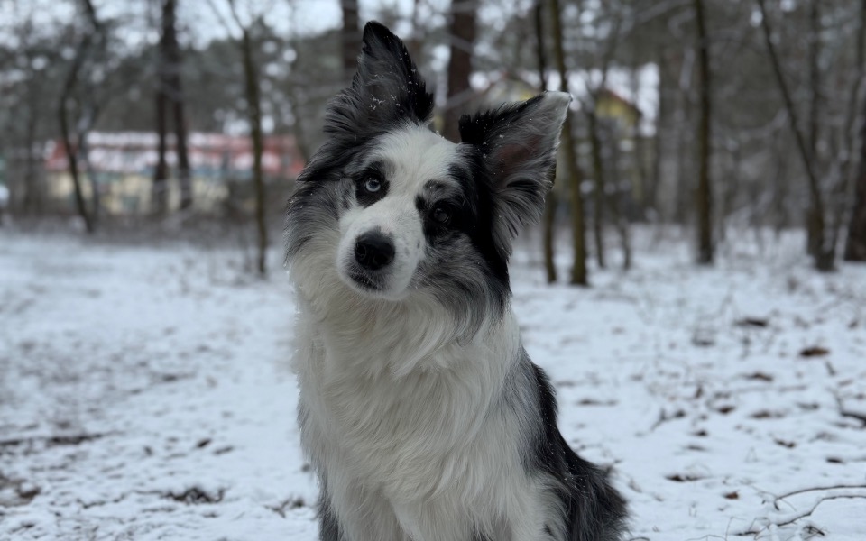 
        Pies w lesie, patrzący z ciekawością.
    