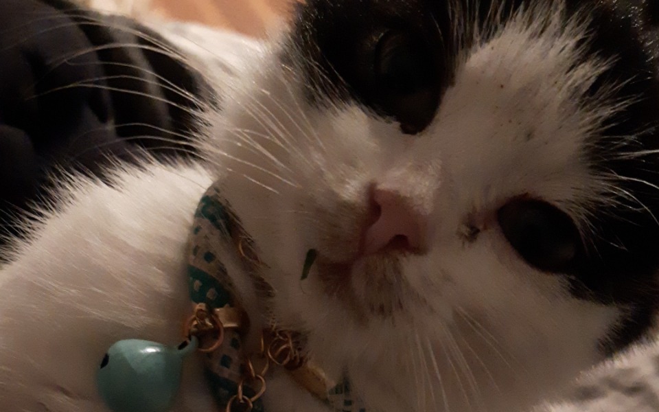 
        Kot z białym futrem i czarnymi plamami, z biżuterią.
    