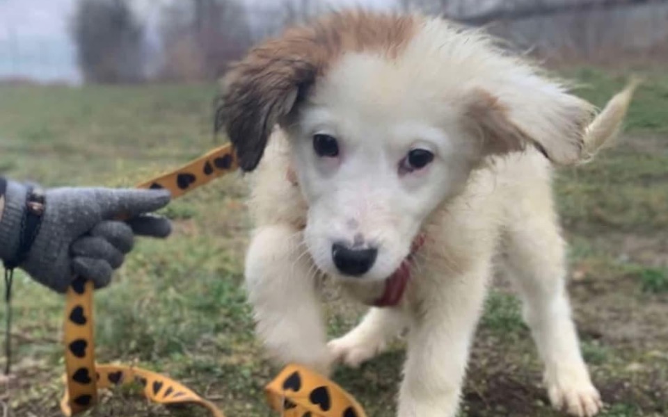 
        Szczeniak z białym futrem, bawiący się na trawie.
    