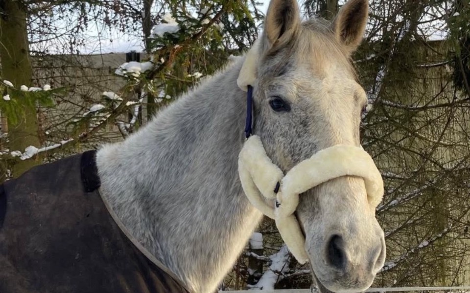 
        Szary koń w zimowym otoczeniu, z miękkim otokiem na głowie.
    