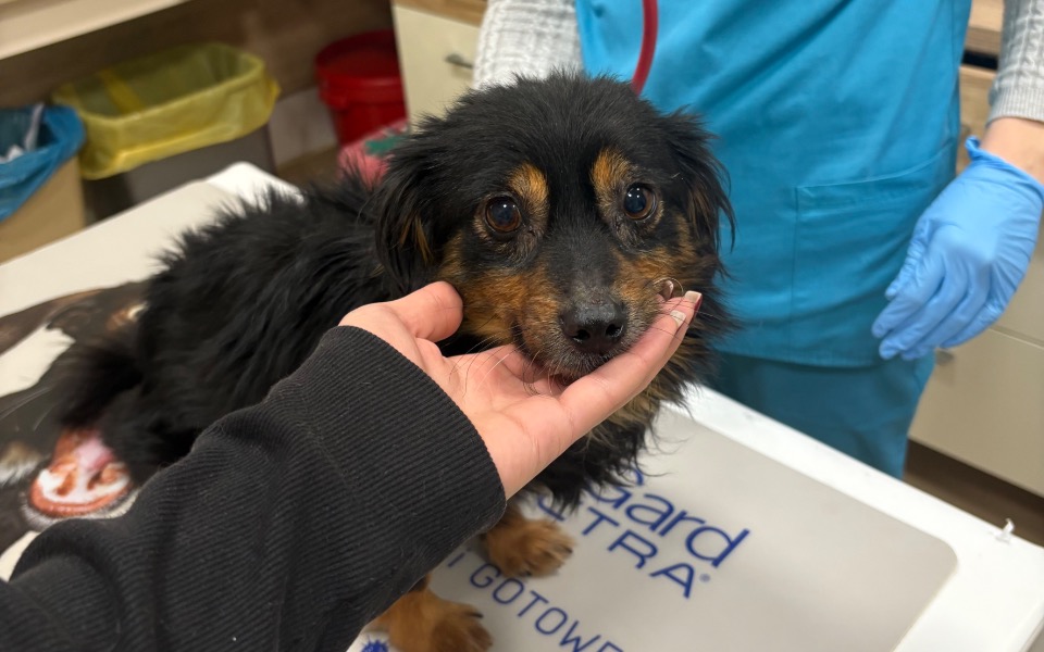 
        Pies w gabinecie weterynaryjnym, ktoś go głaszcze.
    