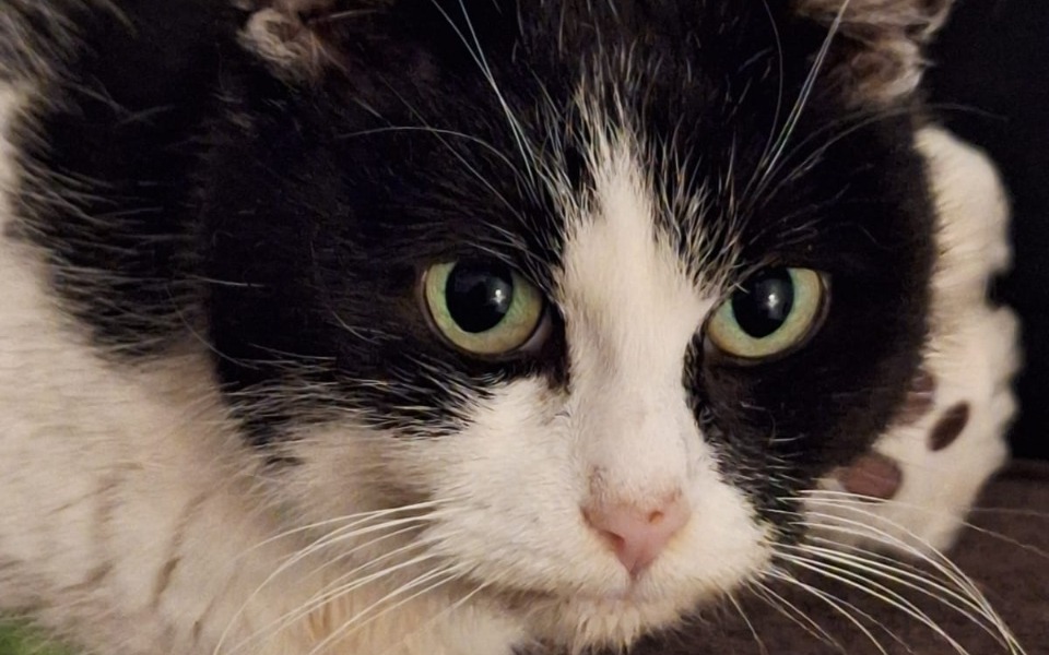 
        Zbliżenie na kota z wyrazistymi zielonymi oczami.
    