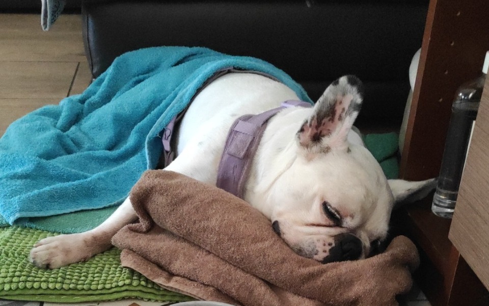 
        Śpiący pies przykryty kocem, w spokojnej pozycji.
    