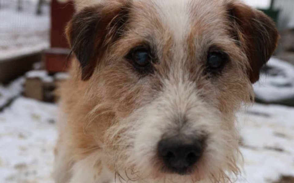 
        Pies z wyrazem przyjaźni, na tle zimowego krajobrazu.
    