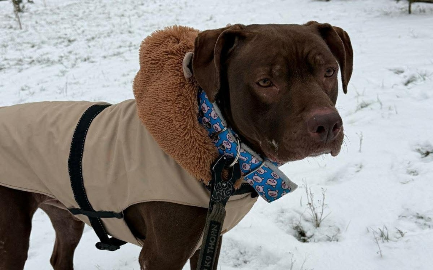 
        Pies w zimowym płaszczu, na tle śnieżnego krajobrazu.
    
