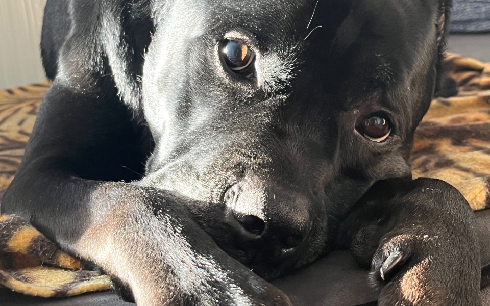 
        Czarny pies leżący na kocu, z wyrazem spokoju na twarzy.
    