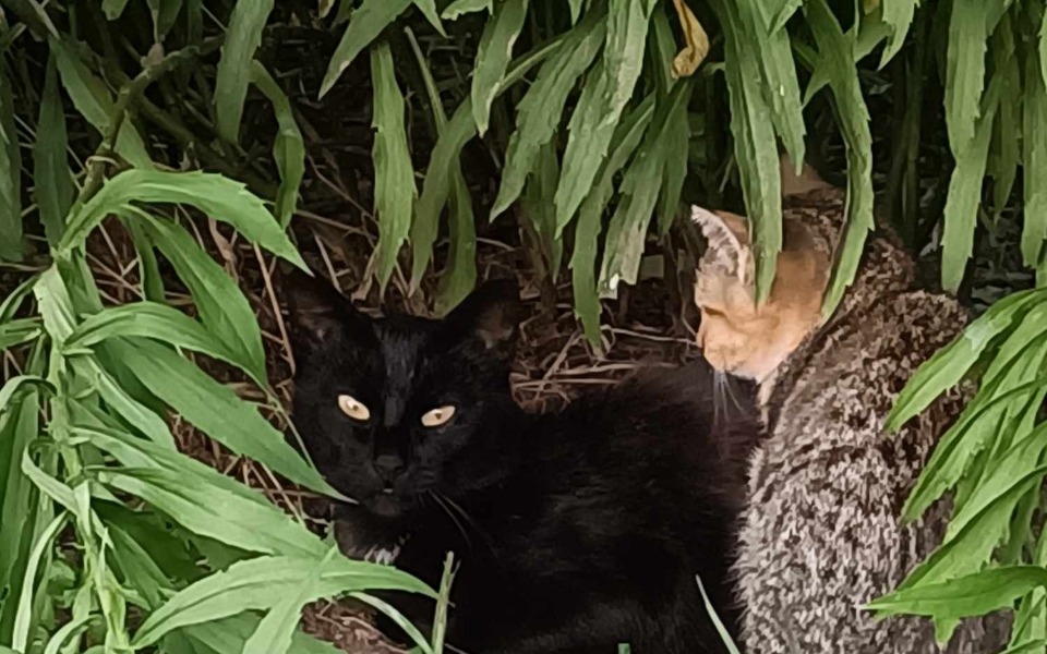 
        Dwa koty odpoczywające wśród zieleni.
    