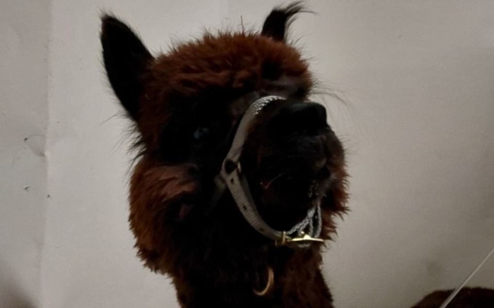 
        Alpaka z charakterystycznym futrem, patrząca w stronę obiektywu.
    