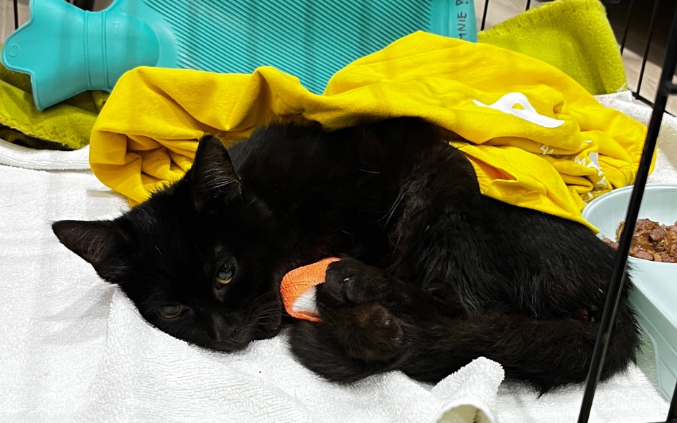 
        Czarny kot leżący na kocu z opatrunkiem.
    