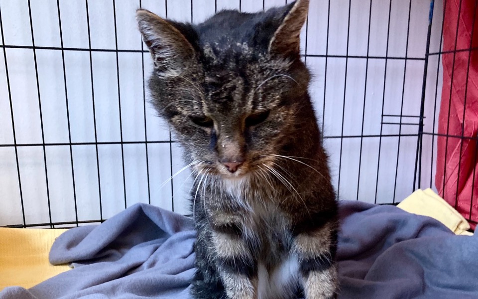 
        Kot siedzący w klatce, z wyraźnym spojrzeniem.
    