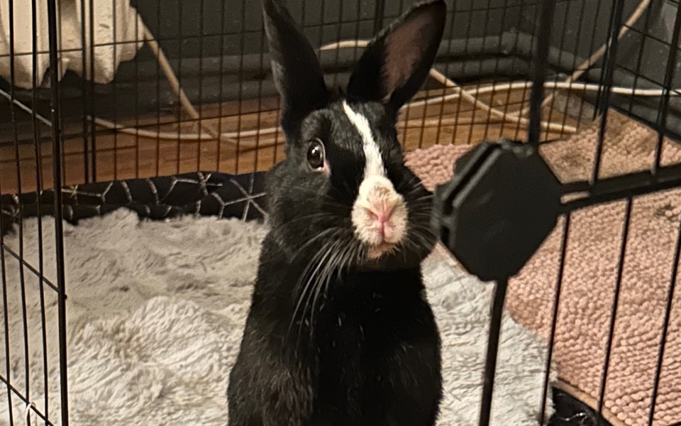 
        Czarny królik w klatce, patrzy w stronę obiektywu.
    