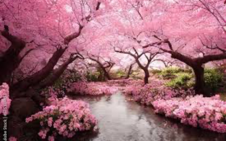 
        Kwitnące drzewa w odcieniach różu, otaczające spokojny strumień.
    