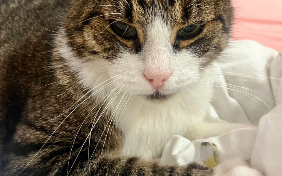 
        Kot o prążkowanej sierści, patrzący w obiektyw.
    