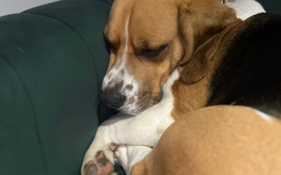
        Beagle śpiący na kanapie w wygodnej pozycji.
    