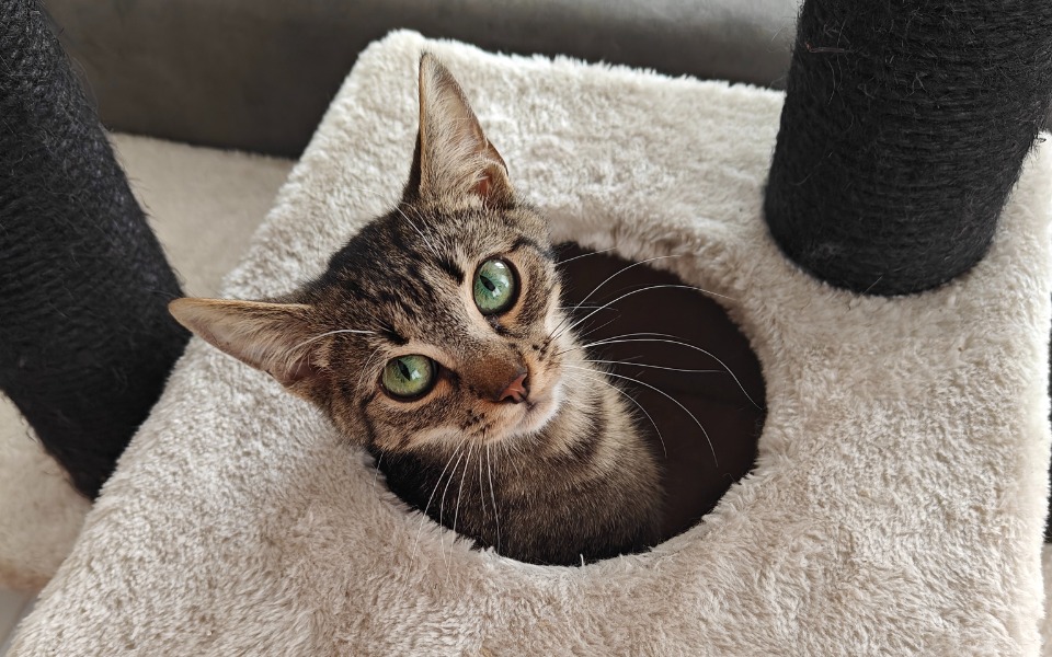 
        Kot patrzący z wnęki drapaka.
    