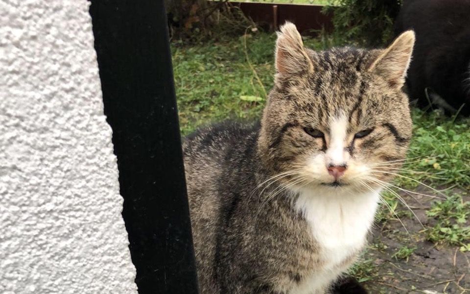 
        Kot na tle zielonej trawy, z wyrazem twarzy pełnym spokoju.
    