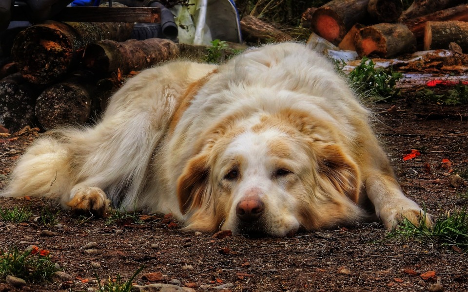 
        Duży pies leżący na ziemi, wygląda na zmęczonego.
    