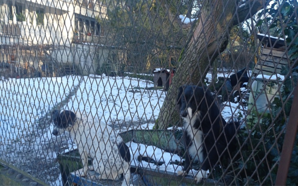 
        Dwa psy za ogrodzeniem, czekające na uwagę.
    