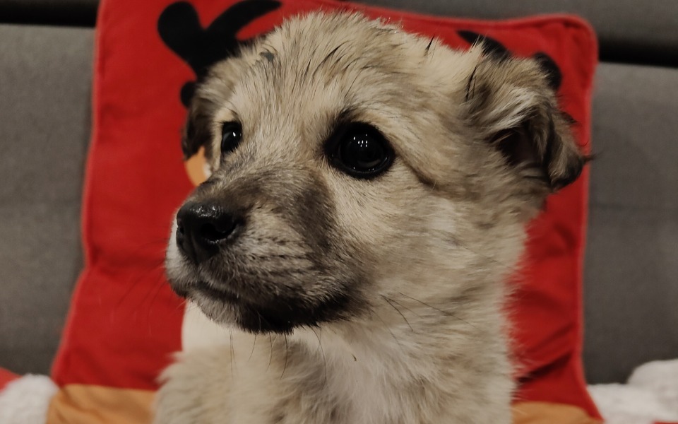 
        Słodki szczeniak na tle poduszki z motywem świątecznym.
    