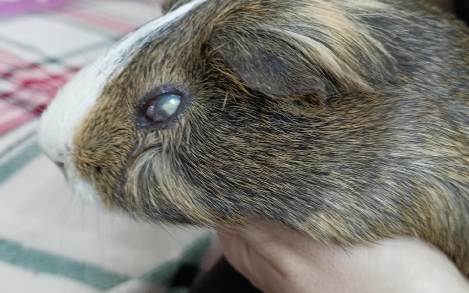 
        Świnka morska trzymana w rękach, z bliska.
    