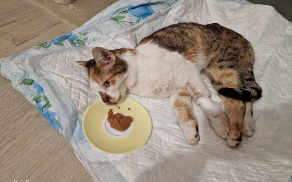 
        Kot leżący na kocu, jedzący smakołyk z talerzyka.
    