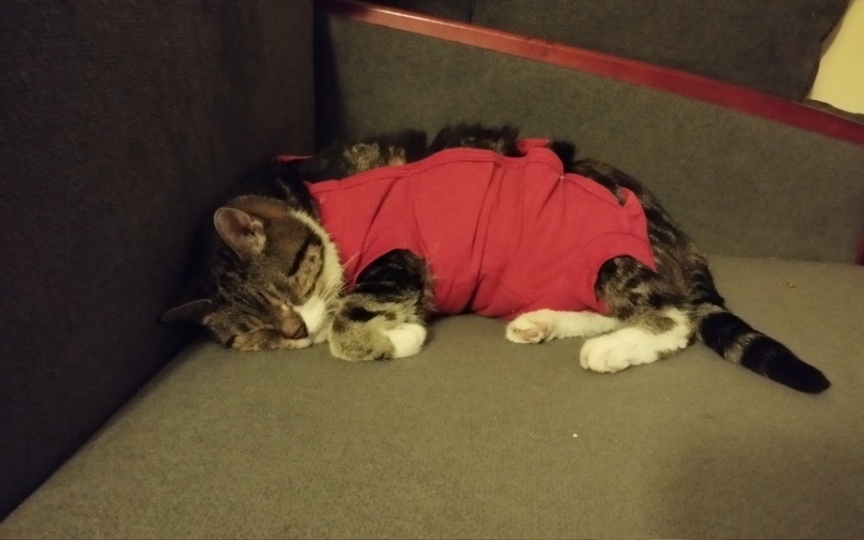 
        Kot śpiący na kanapie w czerwonym ubranku.
    