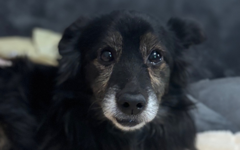 
        Czarny pies z wyrazem twarzy, patrzący w obiektyw.
    