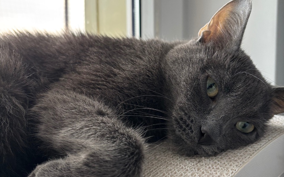 
        Szary kot odpoczywający na parapecie, zrelaksowany i spokojny.
    