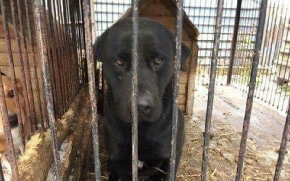 
        Czarny pies w klatce, czekający na nowy dom.
    