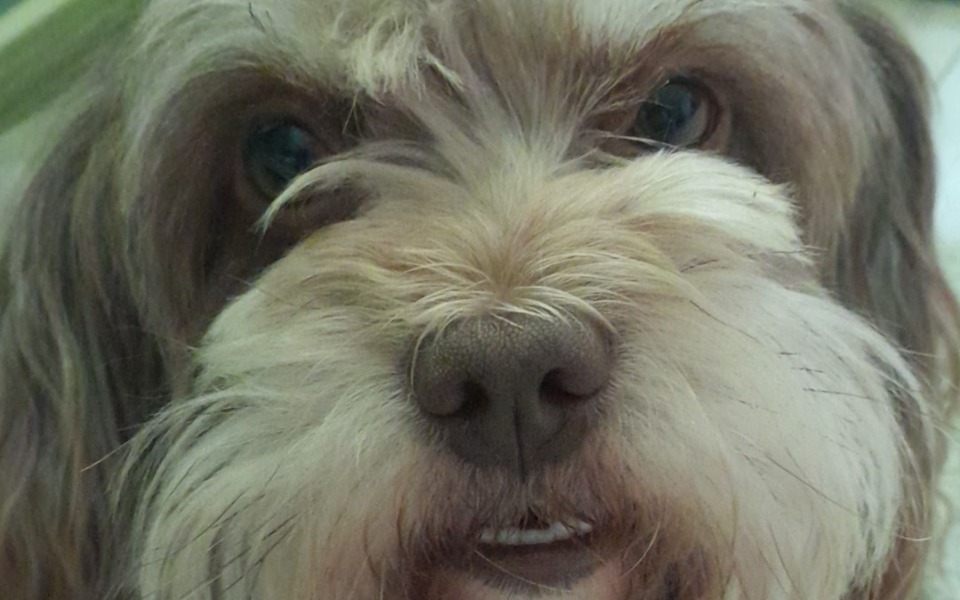 
        Zbliżenie na psa z długą sierścią, z wyrazem ciekawości.
    