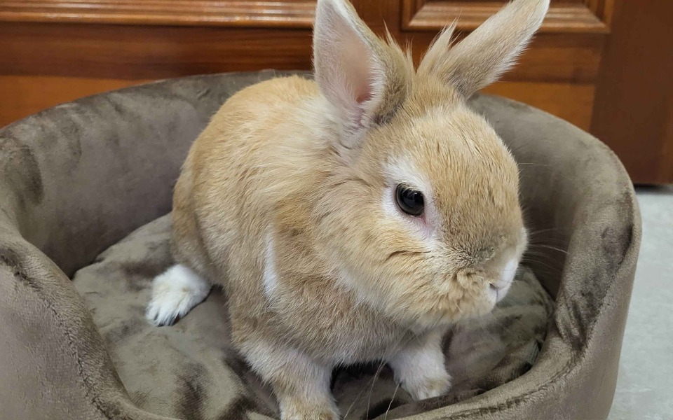 
        Królik siedzący w wygodnym legowisku.
    