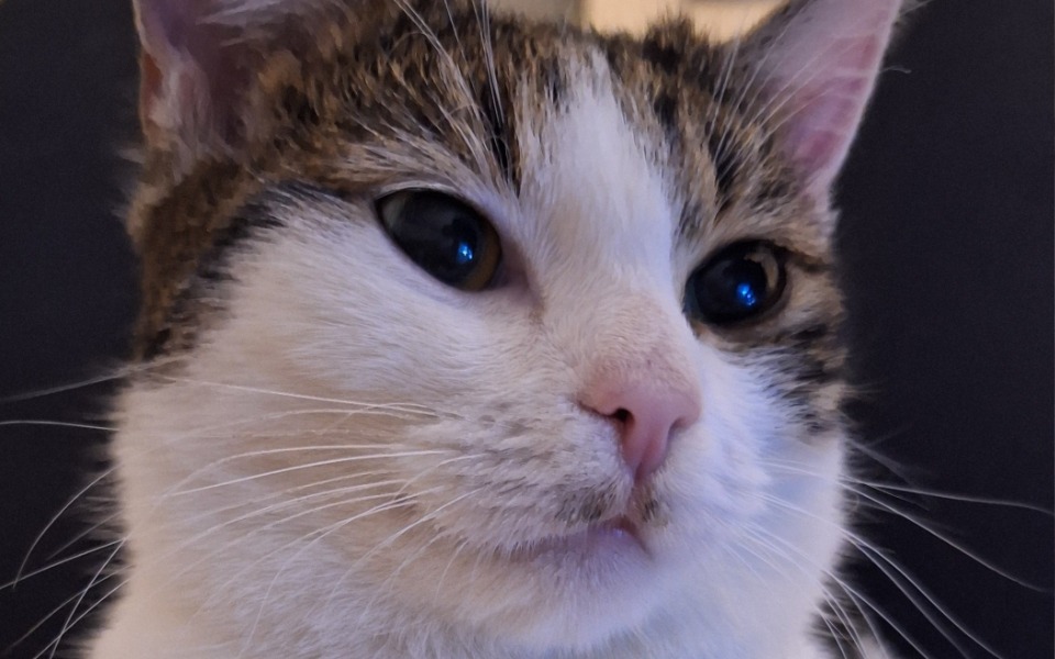 
        Zbliżenie na kota, z wyrazistymi oczami.
    