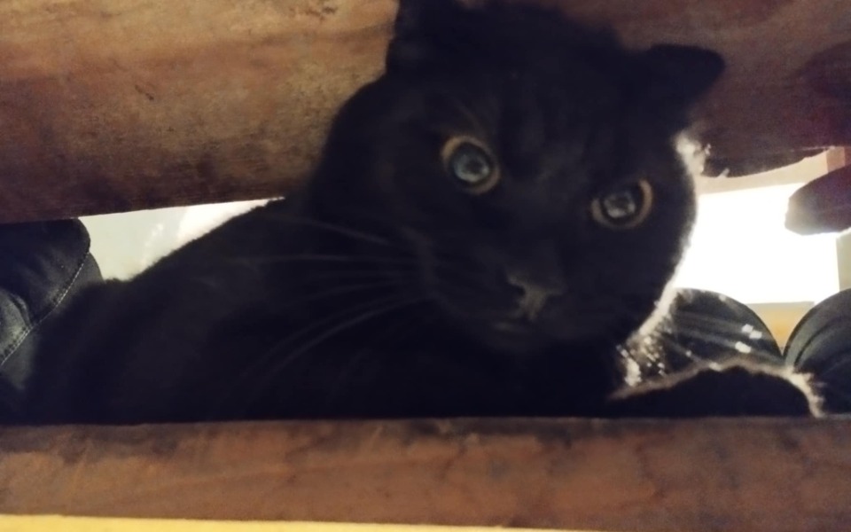 
        Czarny kot patrzy z ukrycia, jego oczy błyszczą w świetle.
    