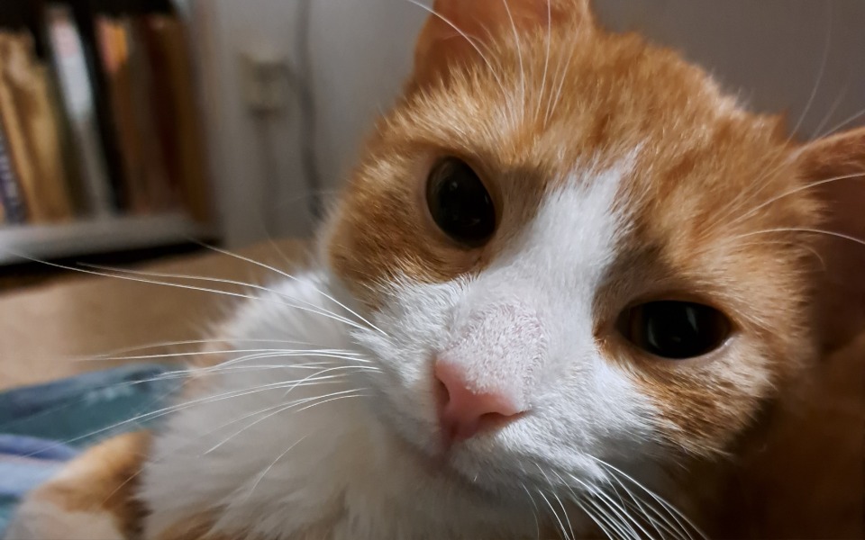 
        Zbliżenie na kota o pomarańczowym futrze, z wyrazem ciekawości.
    