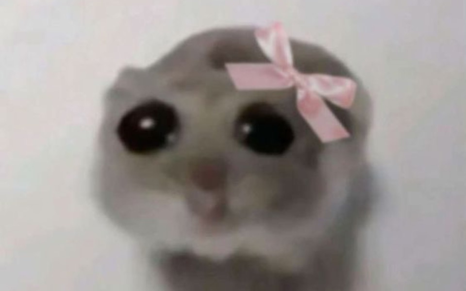 
        Słodki zwierzak z różową kokardką na głowie.
    